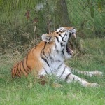 Longleat Tiger Yawn