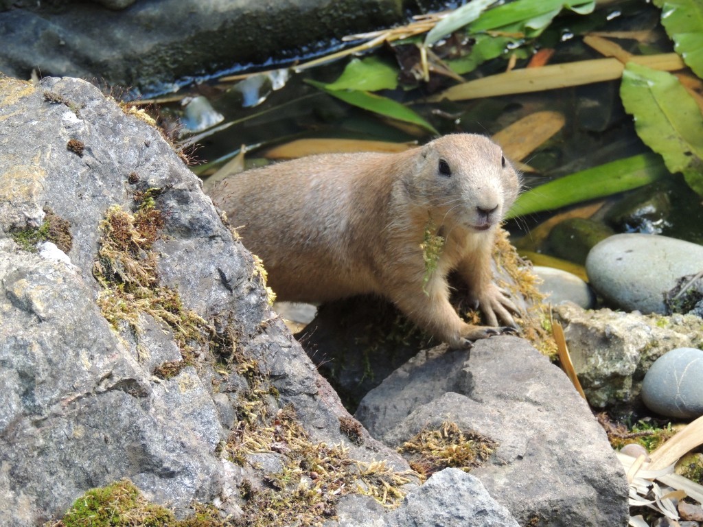 Longeat Prairie Dog