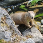 Longeat Prairie Dog