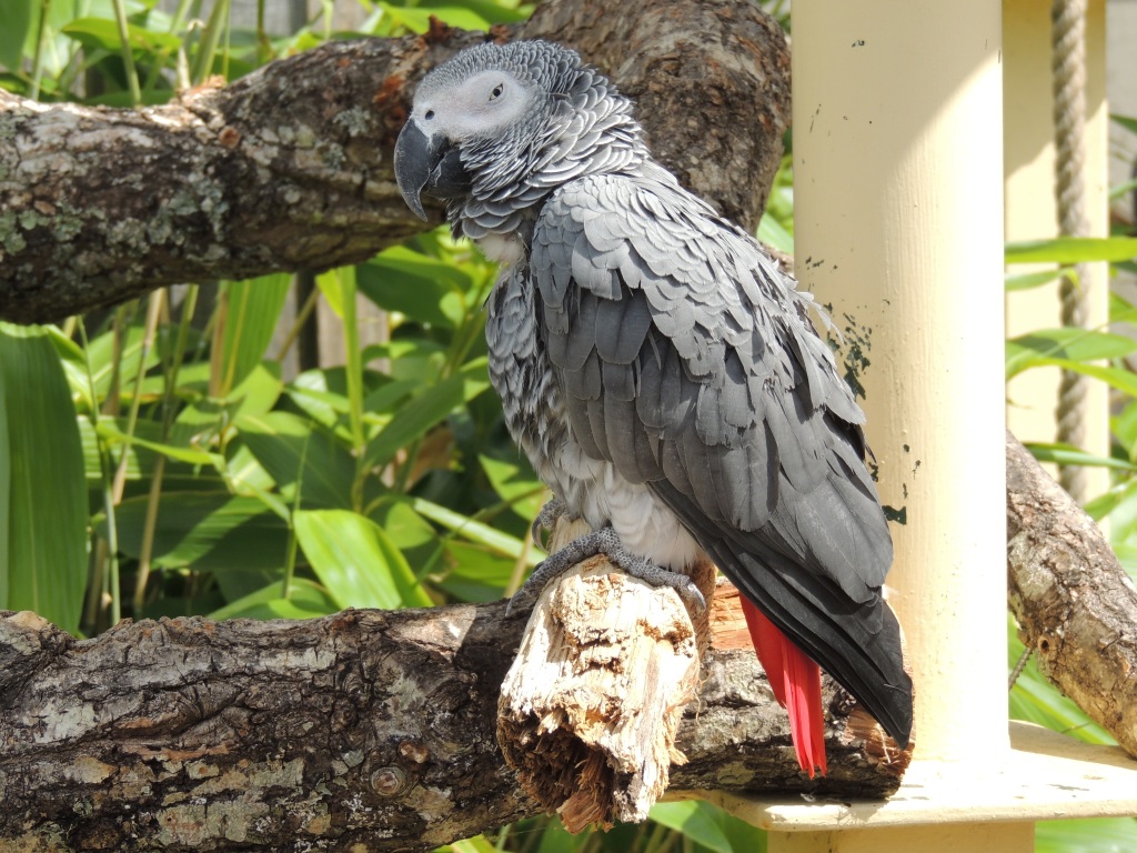 Longleat Grey Parrot