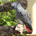 Longleat Grey Parrot