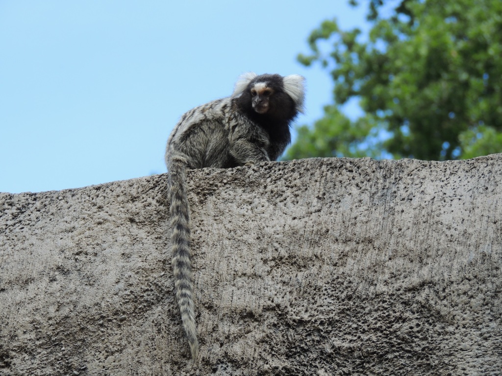 Longleat Marmoset