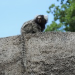 Longleat Marmoset