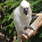 Longleat White Parrot