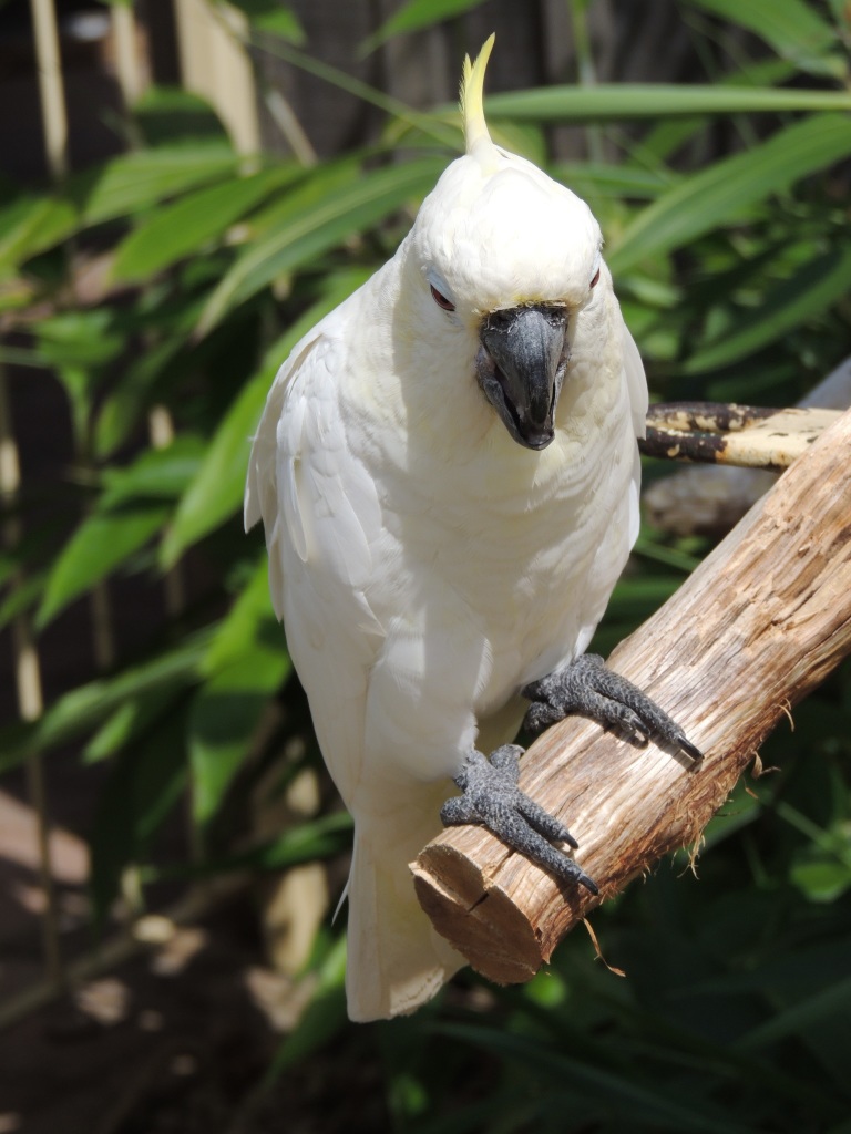 Longleat White Parrot