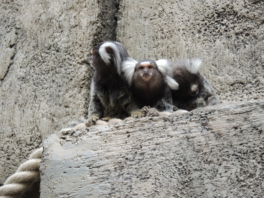 Marmoset Family