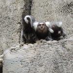 Marmoset Family