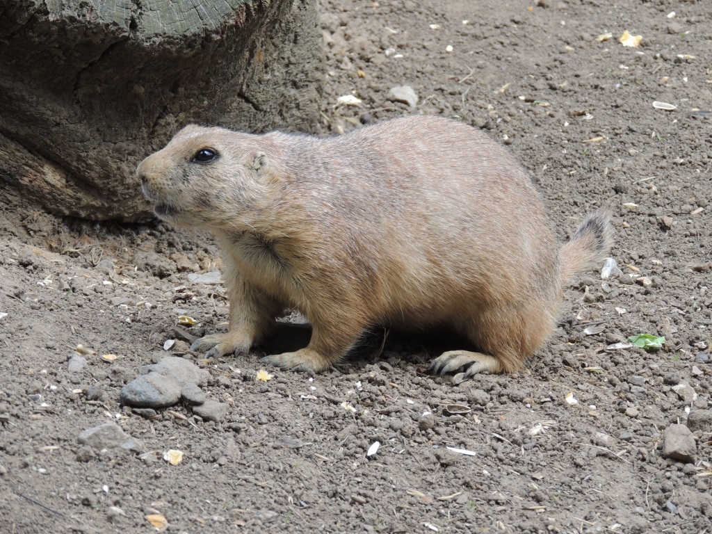 Prairie Dog Close up