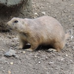 Prairie Dog Close up