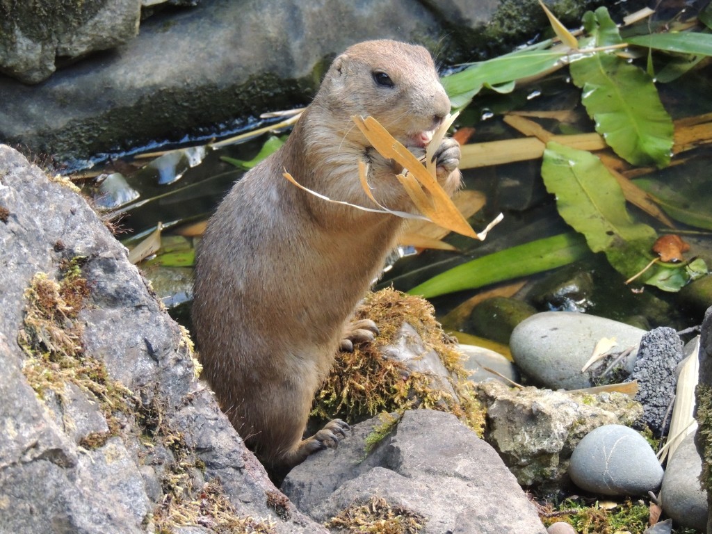 Prairie Dog Eating