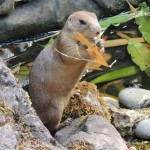 Prairie Dog Eating