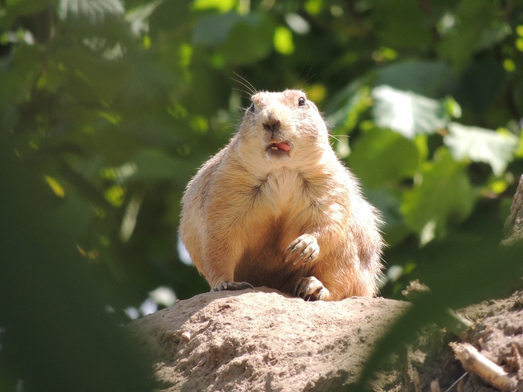 Prairie Dog Licking