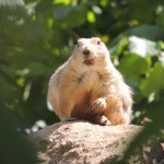 Prairie Dog Licking