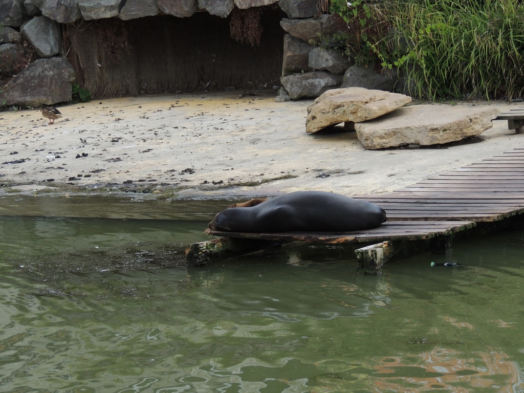 Sea Lion Sleeping