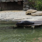 Sea Lion Sleeping