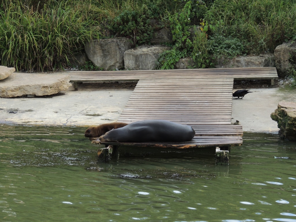 Sea Lions Sleeping