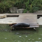 Sea Lions Sleeping